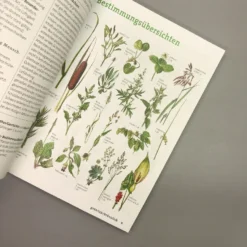 Wildpflanzen Neu Entdecken (Scherf & Caspari) -Gartenpflanzen Verkaufsladen 23318 Wildpflanzen 20neu 20entdecken Scherf 20 20Caspari 4