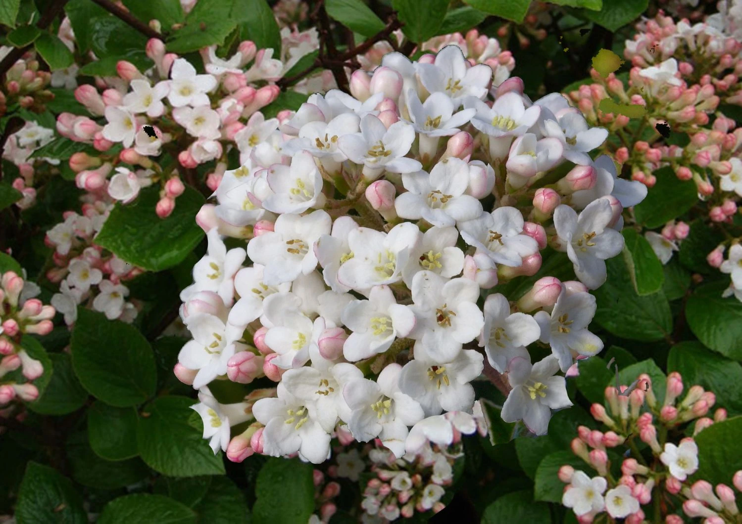 Viburnum Burkwoodii (Oster-Schneeball) 3 Viburnum Burkwoodii (Oster-Schneeball)