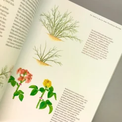 Das Große Ulmer Rosenbuch (Andreas Barlage) -Gartenpflanzen Verkaufsladen 24876 Das 20grosse 20Ulmer 20Rosenbuch Andreas 20Barlage 5