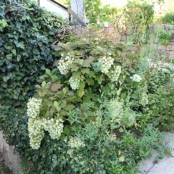 Hydrangea Quercifolia 'Snowflake' (Eichblatthortensie) -Gartenpflanzen Verkaufsladen 26213 Hydrangea 20quercifolia 20Snowflake Eichblatthortensie 3 a61cacee 0d17 41dd b193 c78451a21a06