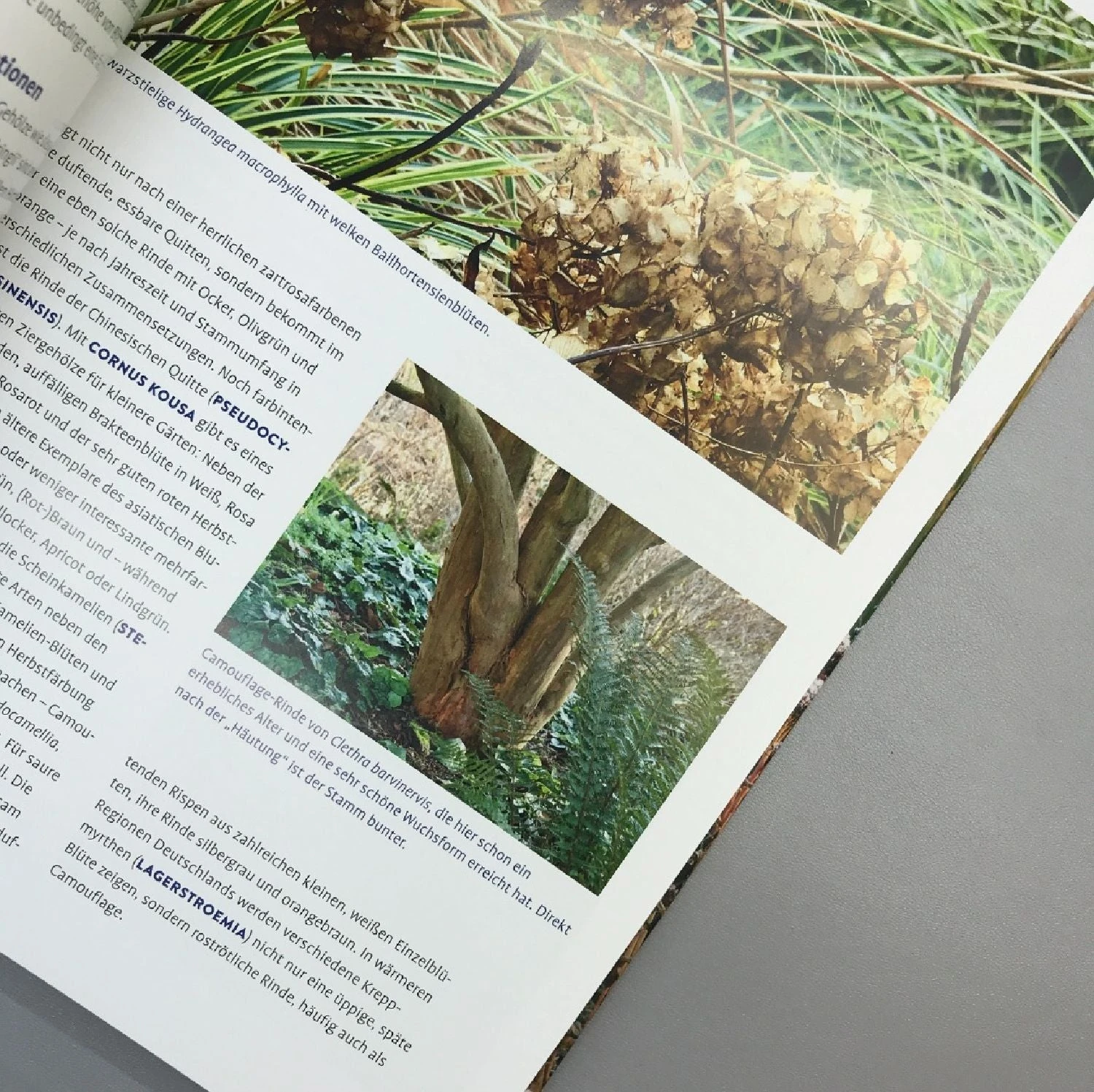 Lebendige Gärten Im Winter (Iris Frey) 7 Lebendige Gärten Im Winter (Iris Frey) – Bild 5