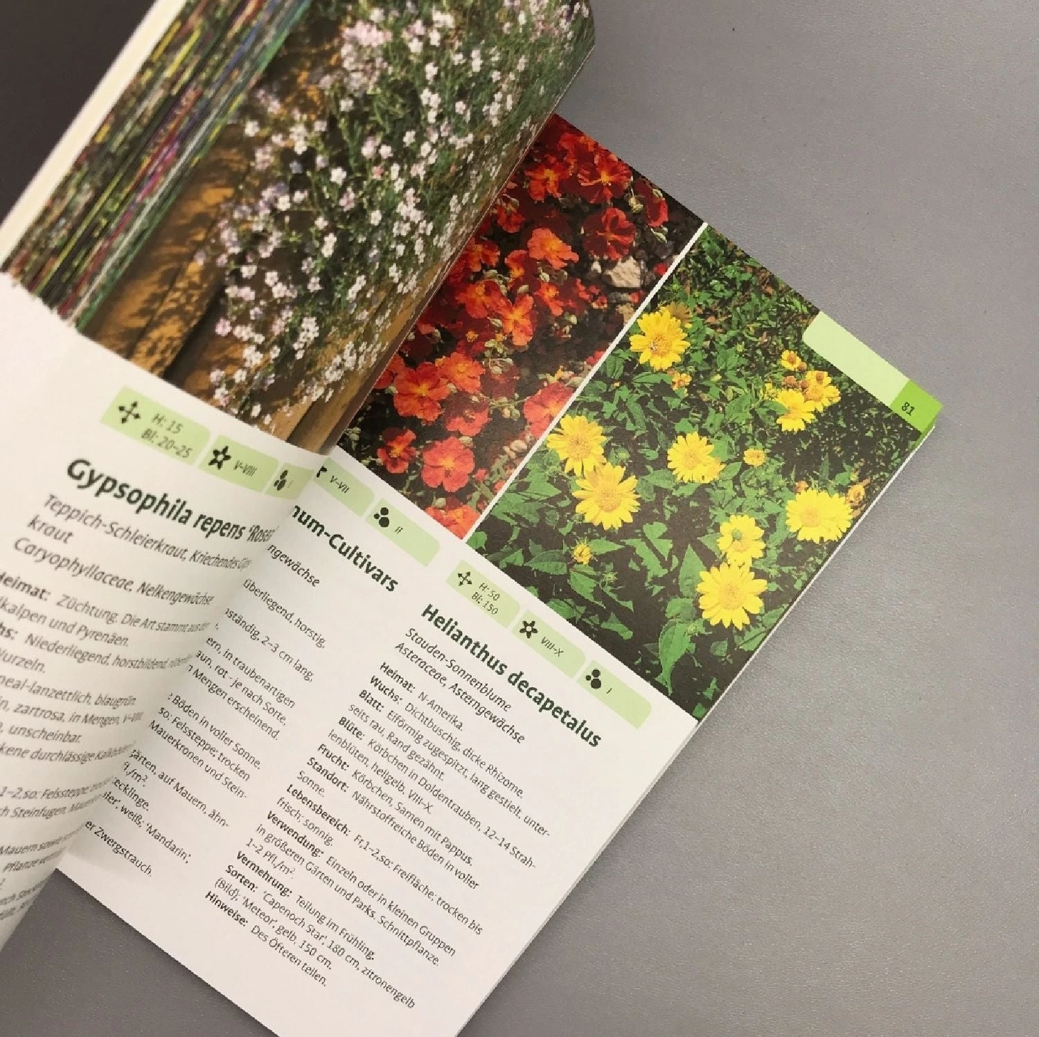 Taschenatlas Stauden (Heissel/Haberer) 5 Taschenatlas Stauden (Heissel/Haberer) – Bild 3