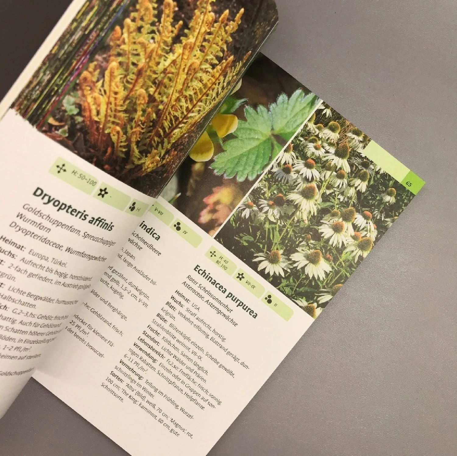 Taschenatlas Stauden (Heissel/Haberer) 6 Taschenatlas Stauden (Heissel/Haberer) – Bild 4