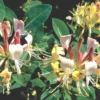 Lonicera Heckrottii 'Goldflame' (Feuer-Geißblatt)
