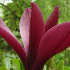 Magnolia Liliiflora 'Nigra' (Purpur-Magnolie)