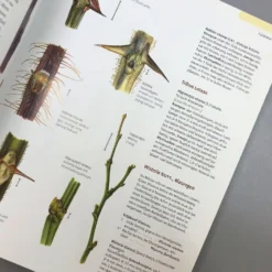 Gehölzbestimmung Im Winter (Bernd Schulz) -Gartenpflanzen Verkaufsladen 30673 Gehoelzbestimmung 20im 20Winter Bernd 20Schulz 5