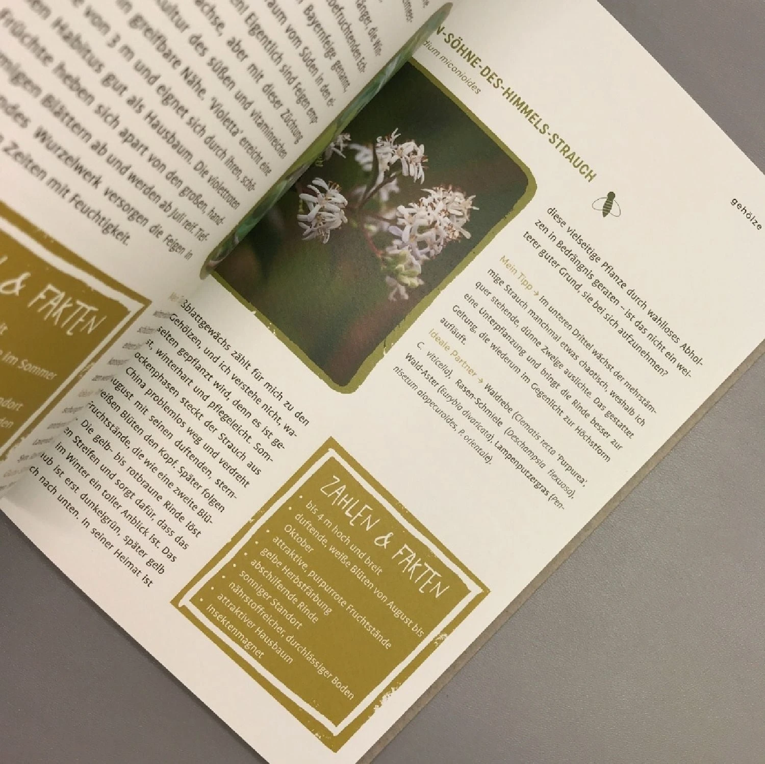 Garten Ohne Gießen (Anette Lepple) 8 Garten Ohne Gießen (Anette Lepple) – Bild 6