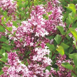 Syringa Meyeri 'Palibin' (Chinesischer Zwergflieder)