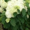 Hydrangea Arborescens 'Annabelle' (Strauchhortensie) -Gartenpflanzen Verkaufsladen 32006 Hydrangea 20arborescens 20Annabelle Strauchhortensie 1