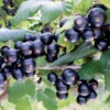 Ribes Nigrum 'Bona' (Schwarze Johannisbeere) -Gartenpflanzen Verkaufsladen 32649 Ribes 20nigrum 20Bona Schwarze 20Johannisbeere 1