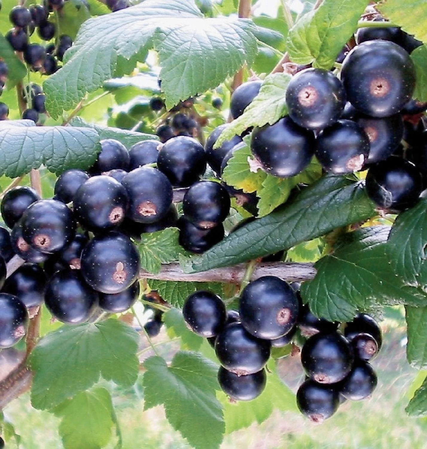 Ribes Nigrum 'Bona' (Schwarze Johannisbeere) 3 Ribes Nigrum 'Bona' (Schwarze Johannisbeere)
