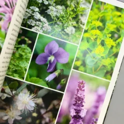 Sissinghurst Der Traumgarten (Tim Richardson) 9 Sissinghurst Der Traumgarten (Tim Richardson) -Gartenpflanzen Verkaufsladen 32737 Sissinghurst 20Der 20Traumgarten Tim 20Richardson 4