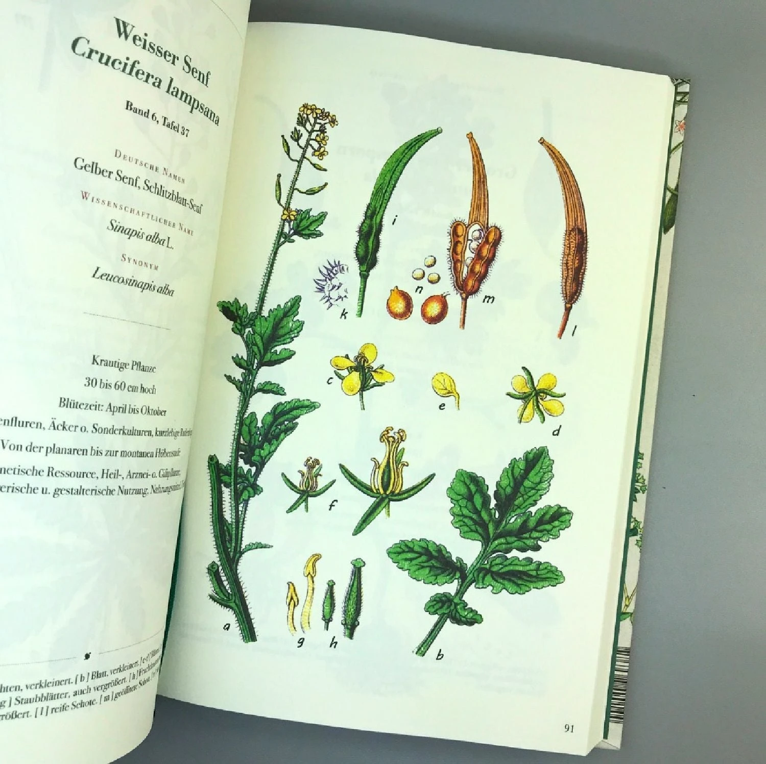 Die Flora Von Deutschland (Jacob Sturm) 4 Die Flora Von Deutschland (Jacob Sturm) – Bild 2