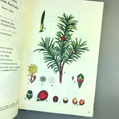 Die Flora Von Deutschland (Jacob Sturm) 12 Die Flora Von Deutschland (Jacob Sturm) -Gartenpflanzen Verkaufsladen 33049 Die 20Flora 20von 20Deutschland Jacob 20Sturm 5