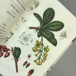 Die Flora Von Deutschland (Jacob Sturm) 13 Die Flora Von Deutschland (Jacob Sturm) -Gartenpflanzen Verkaufsladen 33049 Die 20Flora 20von 20Deutschland Jacob 20Sturm 6