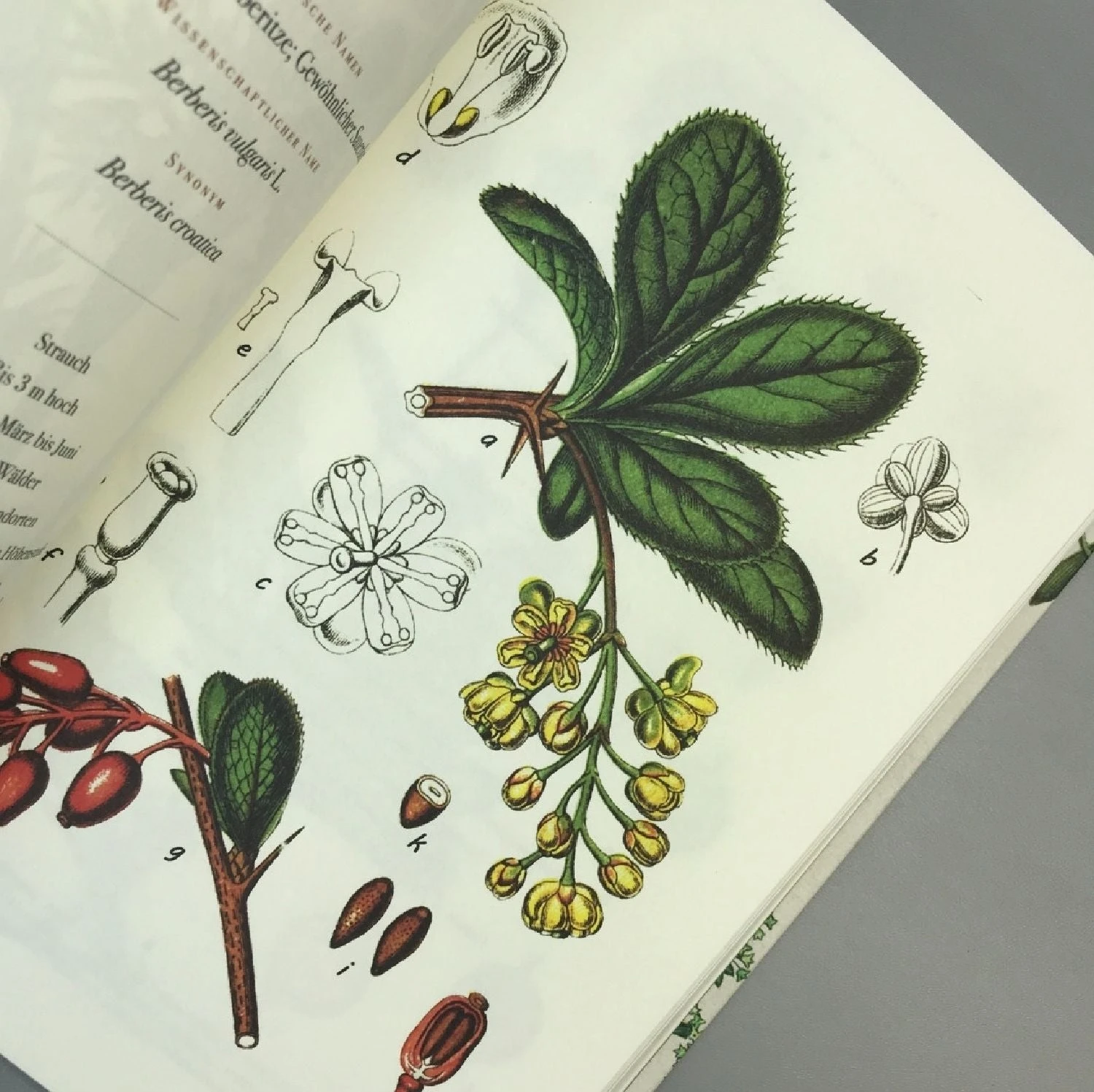 Die Flora Von Deutschland (Jacob Sturm) 7 Die Flora Von Deutschland (Jacob Sturm) – Bild 5