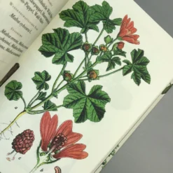 Die Flora Von Deutschland (Jacob Sturm) 14 Die Flora Von Deutschland (Jacob Sturm) -Gartenpflanzen Verkaufsladen 33049 Die 20Flora 20von 20Deutschland Jacob 20Sturm 7