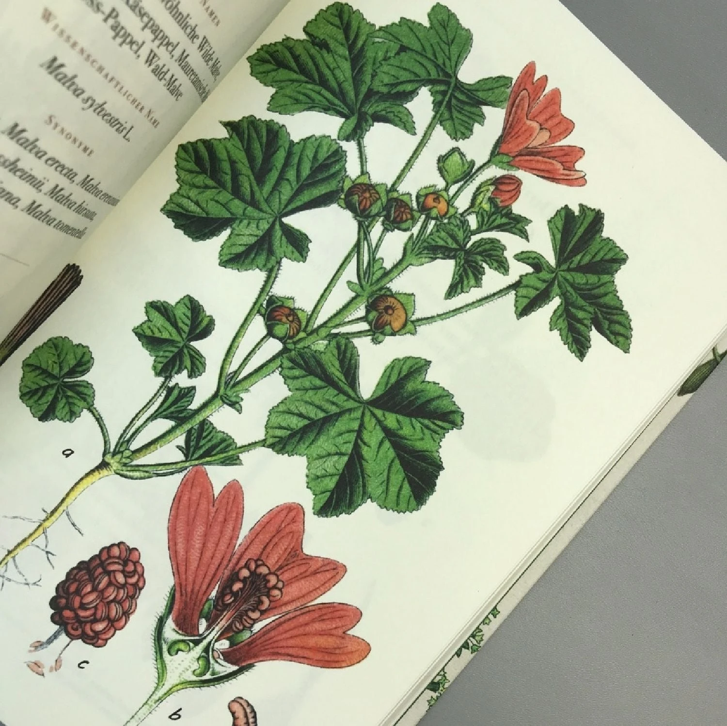 Die Flora Von Deutschland (Jacob Sturm) 8 Die Flora Von Deutschland (Jacob Sturm) – Bild 6