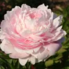 Paeonia Lactiflora 'Albert Crousse' (Staudenpfingstrose)