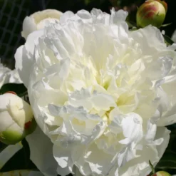 Paeonia Lactiflora 'Duchesse De Nemours' (Staudenpfingstrose)