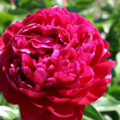 Paeonia Lactiflora 'Peter Brand' (Staudenpfingstrose)