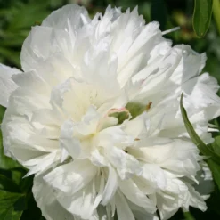 Paeonia Officinalis 'Alba Plena' (Bauerngarten-Pfingstrose)