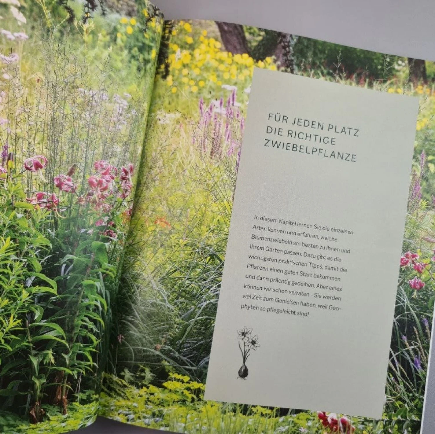 Robuste Traumbeete Gestalten (Ina Timm, Sylvia Knittel) 7 Robuste Traumbeete Gestalten (Ina Timm, Sylvia Knittel) – Bild 5