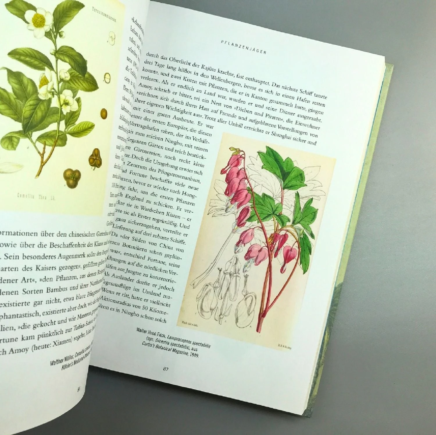 Pflanzenjäger (Wie Exotische Pflanzen In Unsere Gärten) 6 Pflanzenjäger (Wie Exotische Pflanzen In Unsere Gärten) – Bild 4