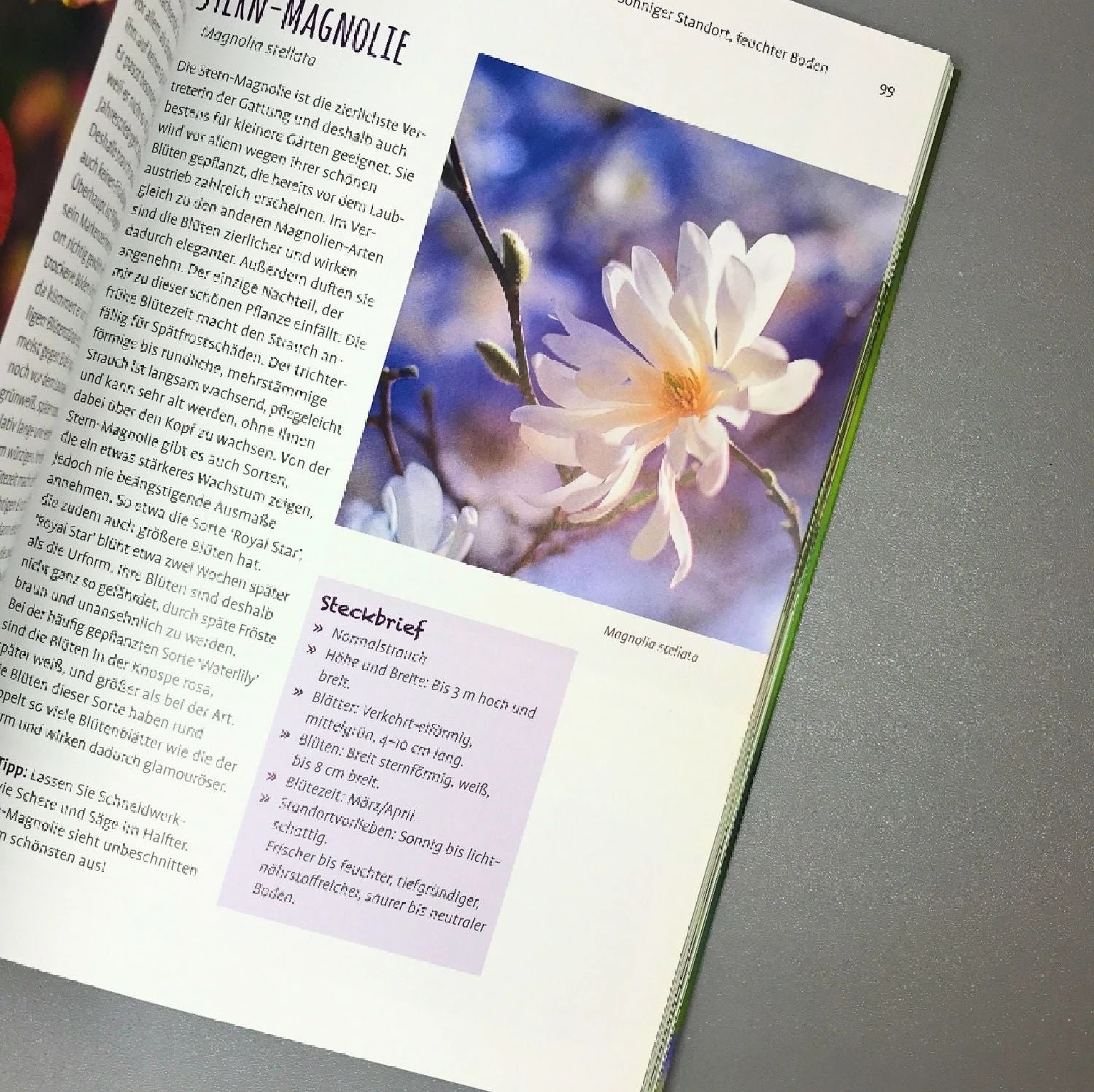 Die 150 Besten Pflanzen (für Jede Gartenecken) 6 Die 150 Besten Pflanzen (für Jede Gartenecken) – Bild 4