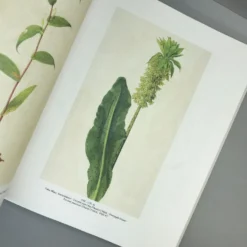 FLOWERS! (Blumen In Der Kunst Des 20. Jahrhunderts) -Gartenpflanzen Verkaufsladen 36039 FLOWERS Blumen 20in 20der 20Kunst 20des 2020 20Jahrhunderts 4 d5b314c6 9832 42a6 9d78 e8486d2e12ef