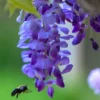 Wisteria Sinensis 'Prolific' (Blauregen)