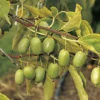 Actinidia Arguta 'Issai' (Selbstfruchtende Beerenkiwi) 2 Actinidia Arguta 'Issai' (Selbstfruchtende Beerenkiwi) -Gartenpflanzen Verkaufsladen 36875 Actinidia 20arguta 20Issai Selbstfruchtende 20Beerenkiwi 1 198e5947 3d12 475e 8861 7273fef75aad