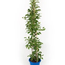 Titelseite -Gartenpflanzen Verkaufsladen 36875 Actinidia 20arguta 20Issai Selbstfruchtende 20Beerenkiwi 2 8ddf55d9 c154 408d aa31 9cda5de6203f