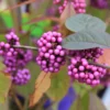 Callicarpa Bodinieri 'Profusion' (Schönfrucht; Liebesperlenstrauch)