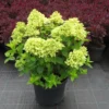 Hydrangea Paniculata 'Little Lime' (Rispenhortensie) 2 Hydrangea Paniculata 'Little Lime' (Rispenhortensie) -Gartenpflanzen Verkaufsladen 42717 Hydrangea 20paniculata 20Little 20Lime Rispenhortensie 1