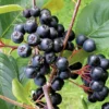 Aronia Melanocarpa 'Viking' (Apfelbeere) -Gartenpflanzen Verkaufsladen 46820 Aronia 20melanocarpa 20Viking Apfelbeere 1 1ae39739 6320 46f2 bc43 3e8098f831bf