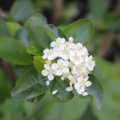 Titelseite -Gartenpflanzen Verkaufsladen 46820 Aronia 20melanocarpa 20Viking Apfelbeere 2 89324122 01a9 4924 9bf9 add868b951c4