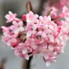Viburnum X Bodnantense 'Dawn' (Duftender Winter-Schneeball)