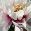 Paeonia Itoh-Hybride 'Cora Louise' (Intersektionelle Pfingstrose)