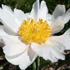 Paeonia Lactiflora 'Angelika Kauffmann' (Staudenpfingstrose)