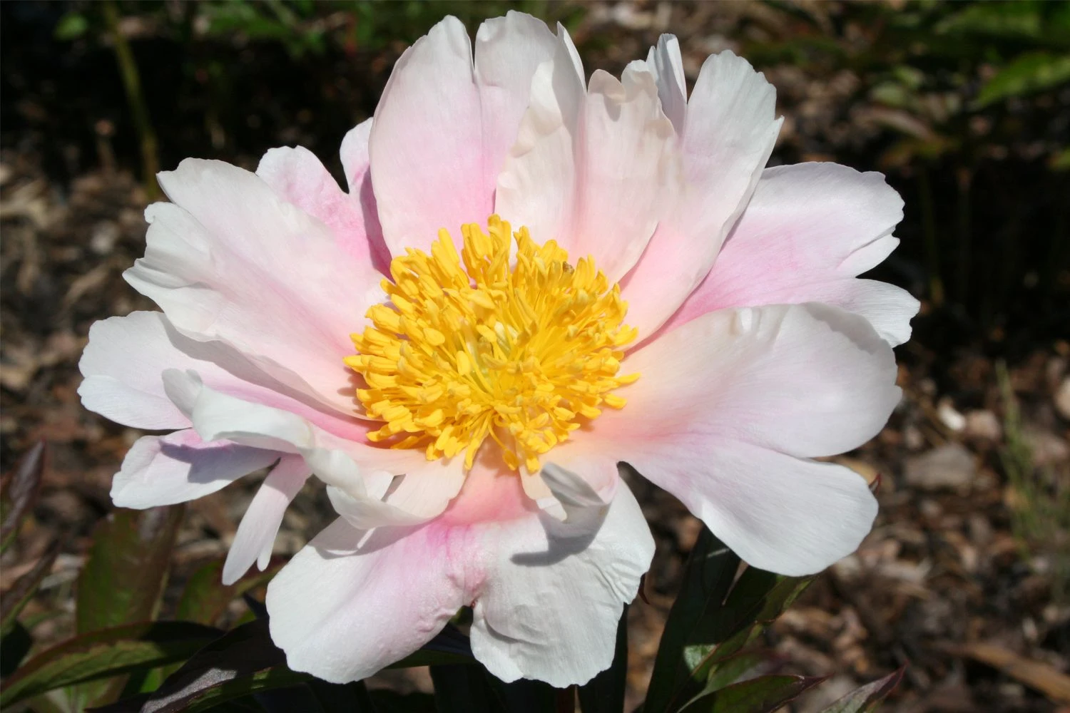Paeonia Lactiflora 'Angelika Kauffmann' (Staudenpfingstrose) 4 Paeonia Lactiflora 'Angelika Kauffmann' (Staudenpfingstrose) – Bild 2