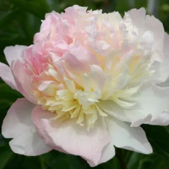 Paeonia Lactiflora 'Raspberry Sundae' (Staudenpfingstrose)