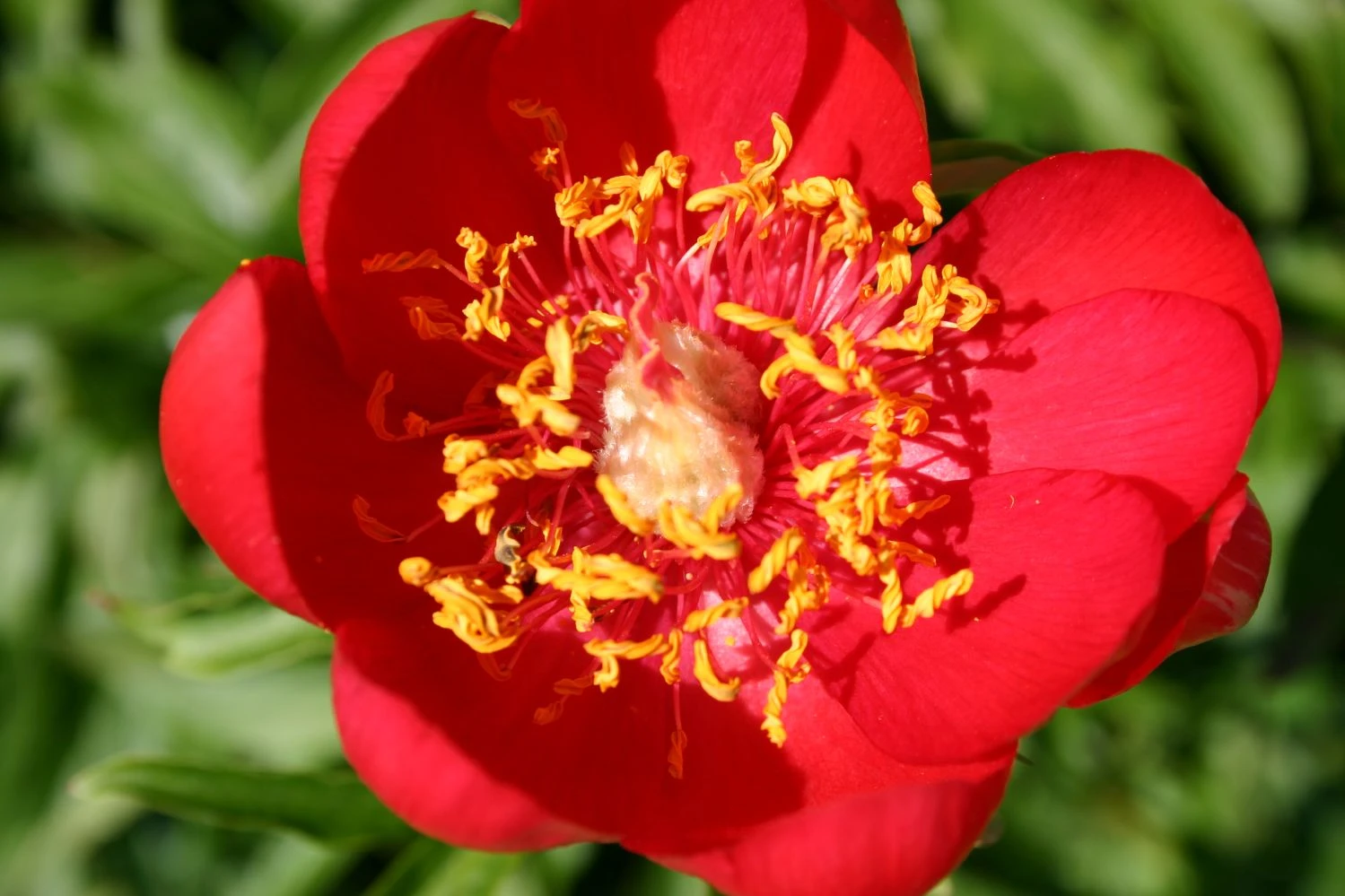Paeonia Peregrina (Balkan-Pfingstrose) 3 Paeonia Peregrina (Balkan-Pfingstrose)