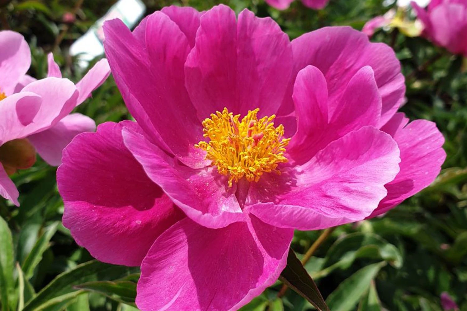 Paeonia Lactiflora 'Dancing Butterfly' (Staudenpfingstrose) 3 Paeonia Lactiflora 'Dancing Butterfly' (Staudenpfingstrose)