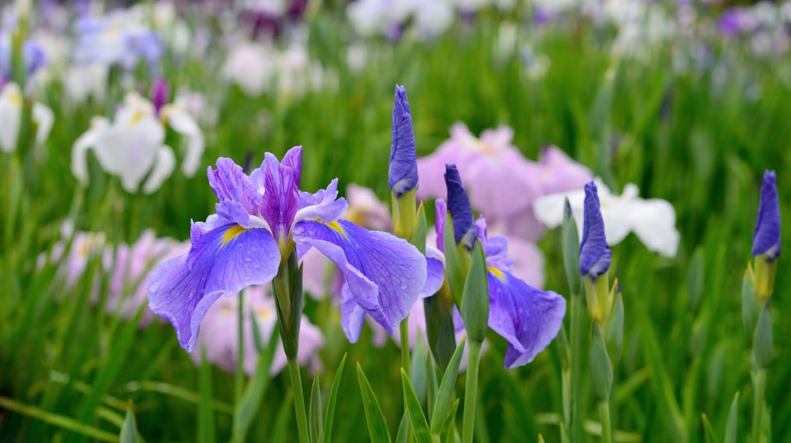 Titelseite -Gartenpflanzen Verkaufsladen Dingtalk 20240127091152