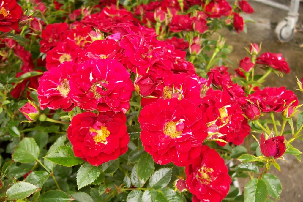 Titelseite -Gartenpflanzen Verkaufsladen 地被植物